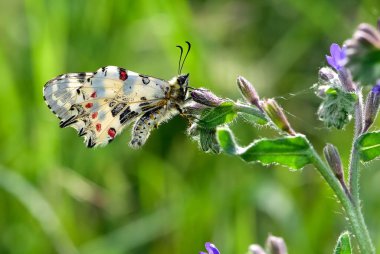 Vahşi yaşam ve böceklerin görüntüleri. Kelebek fotoğrafları.