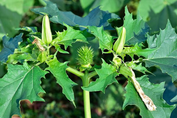 Фотографии местных растений, цветов и шипов.