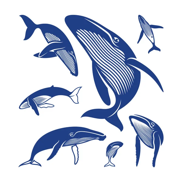 Sada Vektoru Pro Návrh Velryby Šablona Pro Ilustraci Kreativní Velryby — Stockový vektor