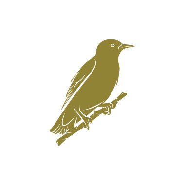 Starling kuş tasarımı vektör çizimi, Creative Starling kuş logosu tasarım konsept şablonu, semboller simgeleri