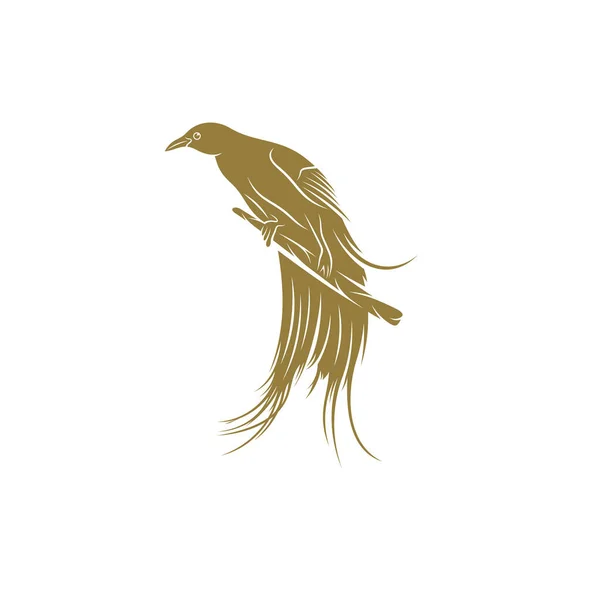 Aves Paraíso Desenho Vetor Ilustração Aves Criativas Paraíso Logotipo Design —  Vetores de Stock