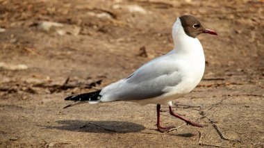 martı asfalt yolda yürüyor
