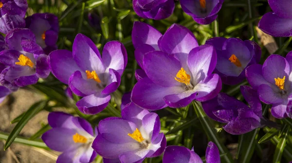 Les premières fleurs violettes dans le parterre — Photo