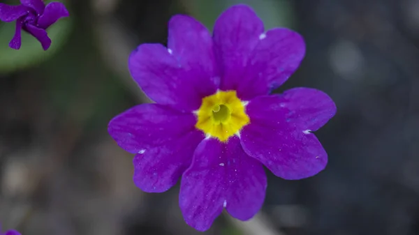 花坛宏观摄影中的紫色报春花 — 图库照片