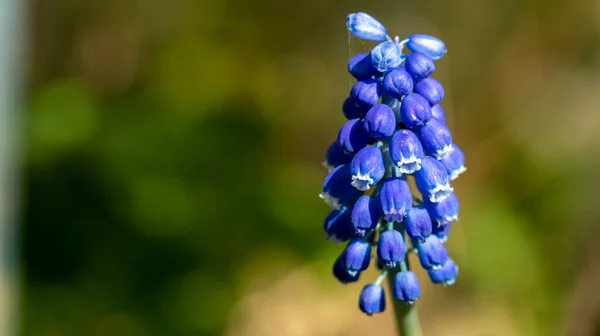 Fleurs Cloche Bleue Dans Lit Fleurs Macro Photographie — Photo