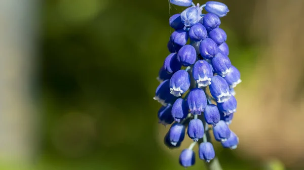 Blaue Glockenblumen Blumenbeet Makrofotografie — Stockfoto