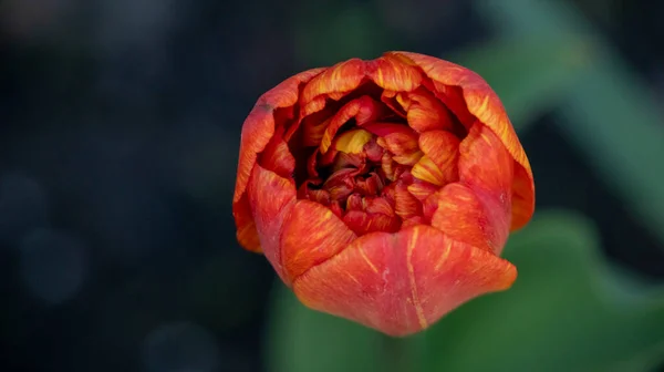 Çiçek tarhında açan kırmızı lale çiçeği, makro fotoğrafçılık.