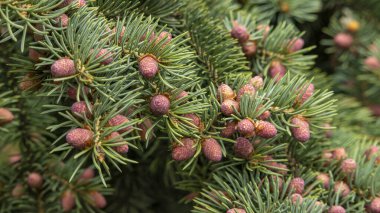 Ağaçtaki küçük olgunlaşmamış ladin kozalakları, makro fotoğrafçılık.