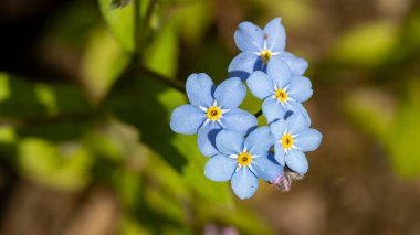 Küçük mavi çiçekli bir buket makro fotoğraf, arka plan