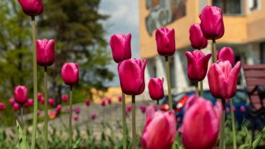 Çiçek tarhında çok renkli laleler, makro fotoğrafçılık, arka plan