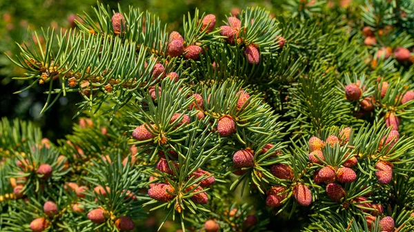 Small unripe spruce cones on a tree, macro photography — Stock Photo, Image