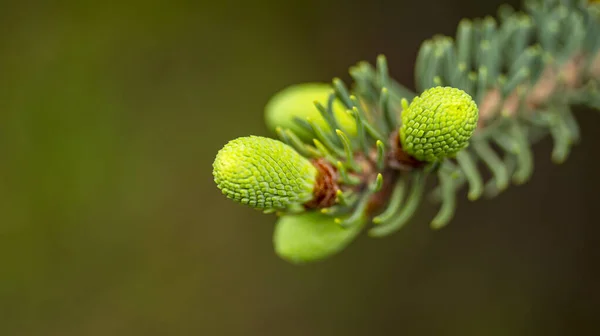Pequenos cones de abeto não maduros em uma árvore, macrofotografia — Fotografia de Stock