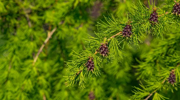 Small Unripe Spruce Cones Tree Macro Photography Background — Stock Photo, Image