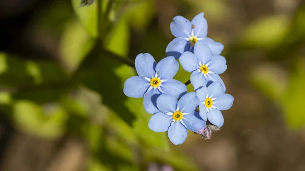 Un petit bouquet de petites fleurs bleues, macro photographie, fond — Photo