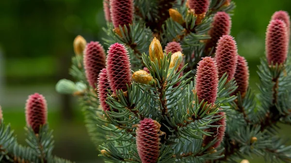 Small unripe spruce cones on a tree, macro photography, background, texture