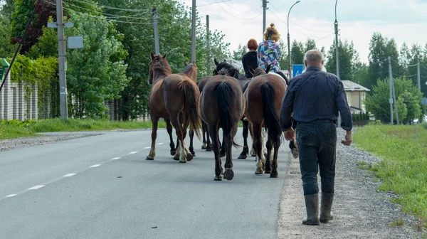 Uma Manada Cavalos Com Noivo Estão Andando Longo Estrada Asfalto — Fotografia de Stock