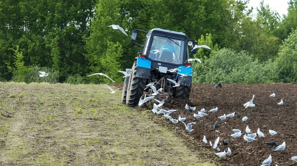 Gaviotas Vuelan Sobre Tractor Azul Que Araña Tierra Para Sembrar — Foto de Stock