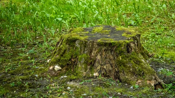 Starý shnilý pařez velkého stromu v bažině — Stock fotografie