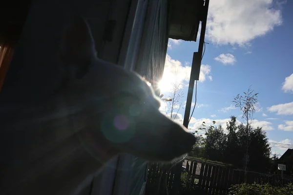 Muzzle of a white dog looking out of a window — Stock Photo, Image