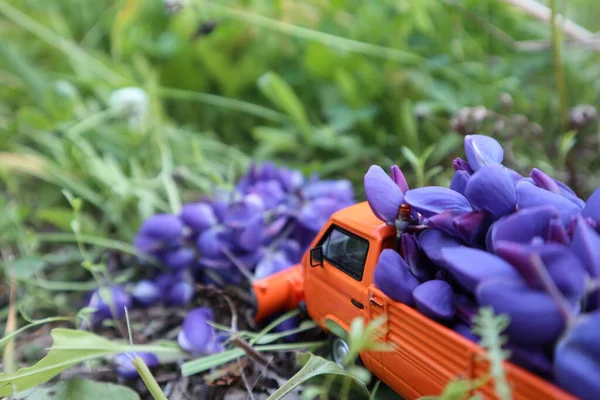 Coche de juguete naranja con flores púrpuras en el suelo —  Fotos de Stock