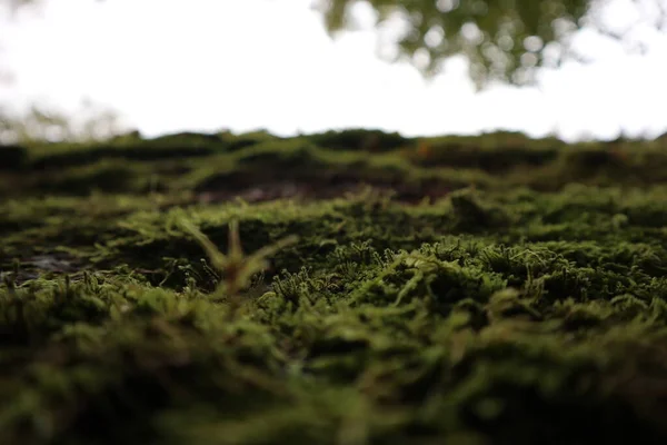 Old green moss on rotten tree, macro photography. — Stock Photo, Image