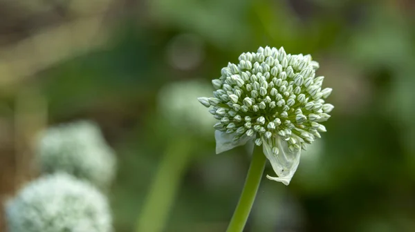 Inflorescence Ail Fleuri Dans Jardin Macro Photo — Photo