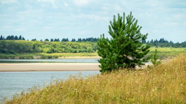 Küçük bir çam ağacı bir tepenin üzerinde bir nehrin arka planında ve kumlu bir sahilde yetişir.