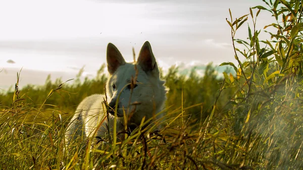 Biały Pies Ukrywający Się Trawie Wieczornym Zachodzie Słońca — Zdjęcie stockowe