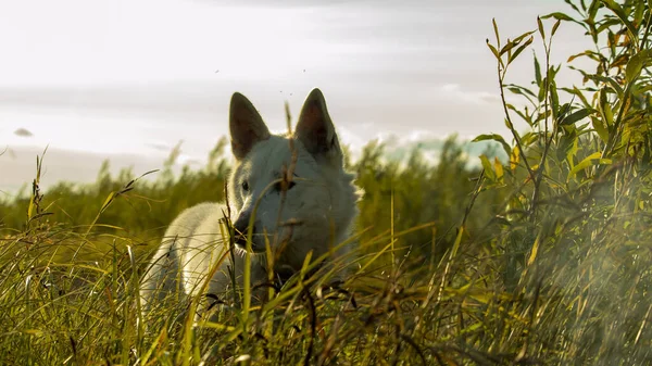 Akşamüstü çimenlerde saklanan beyaz köpek.