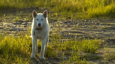 Günbatımında beyaz bir köpeğin portresi