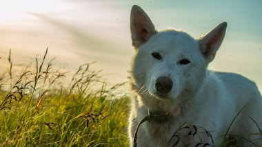 Günbatımında beyaz bir köpeğin portresi
