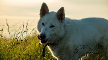 Günbatımında beyaz bir köpeğin portresi