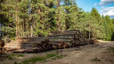 Kesilmiş ağaç gövdeleri kumda bir yığın halinde yığılır.