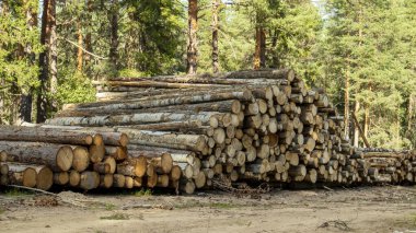 Kesilmiş ağaç gövdeleri kumda bir yığın halinde yığılır.