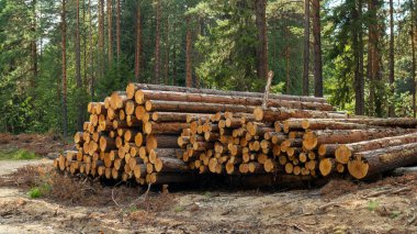 Kesilmiş ağaç gövdeleri kumda bir yığın halinde yığılır.