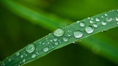 Çimen makro fotoğrafında sabah çiği damlaları