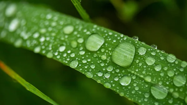 Gotas Orvalho Manhã Foto Macro Grama — Fotografia de Stock