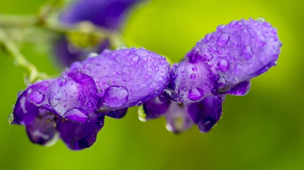 Tropfen Morgentau Auf Einer Lila Blume Makrofoto — Stockfoto