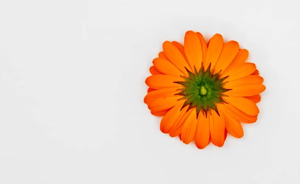 Brote de flor naranja sobre fondo blanco, fondos — Foto de Stock