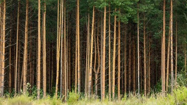 Troncos altos de floresta de pinheiros em tempo nublado, — Fotografia de Stock