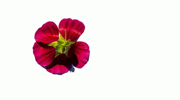 白い背景にモックアップのための夏の花序, — ストック写真