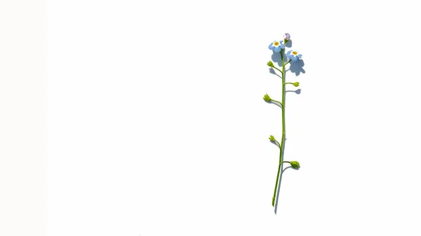 Kwiatostany letnich kwiatów na makiety na białym tle, — Zdjęcie stockowe