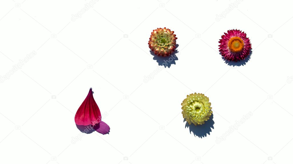 inflorescences of summer flowers for mockups on white background,