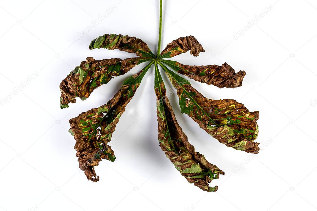 from the horse-chestnut leaf miner infested leaf of a horse chestnut isolated on a white background