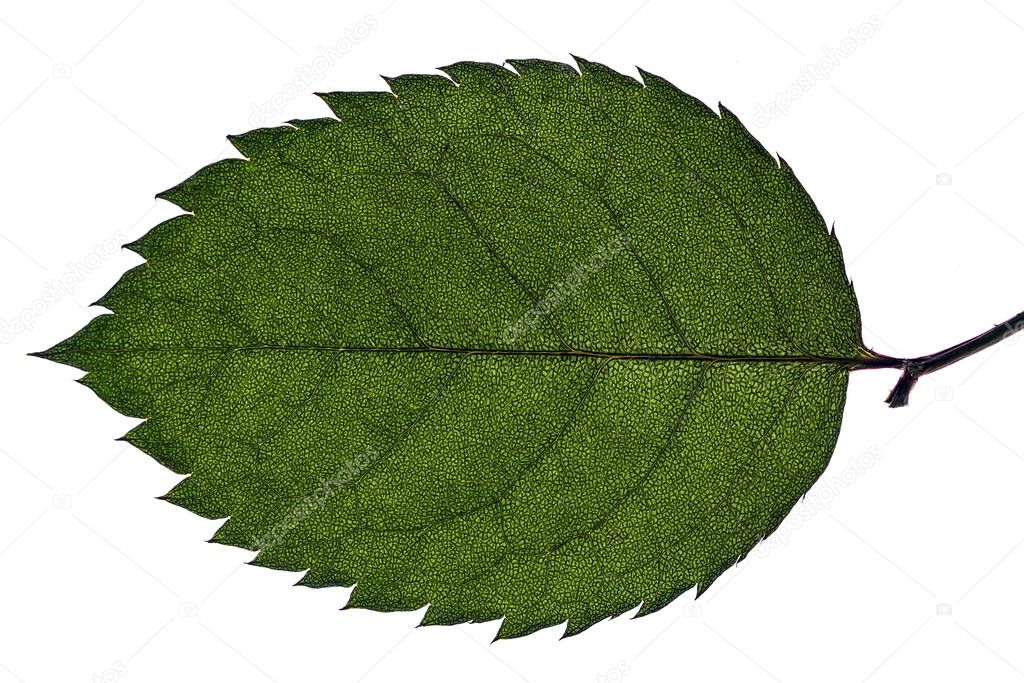 birch or beech leaf isolated on white background