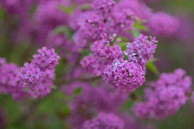 mor çiçekli leylak, arka plan bulanık