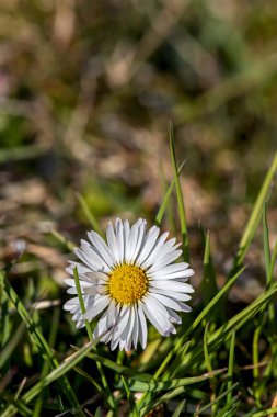 Çimenlerle ve bulanık arka planla çevrili bir papatya çiçeği.