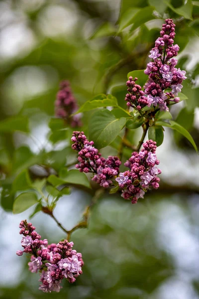 Violet Înflorire Liliac Comun Fața Frumos Încețoșat Bokeh — Fotografie, imagine de stoc