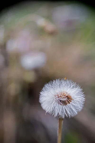 Tussilago Farfara Vervaagde Coltsfoot Tegen Een Wazige Achtergrond — Stockfoto