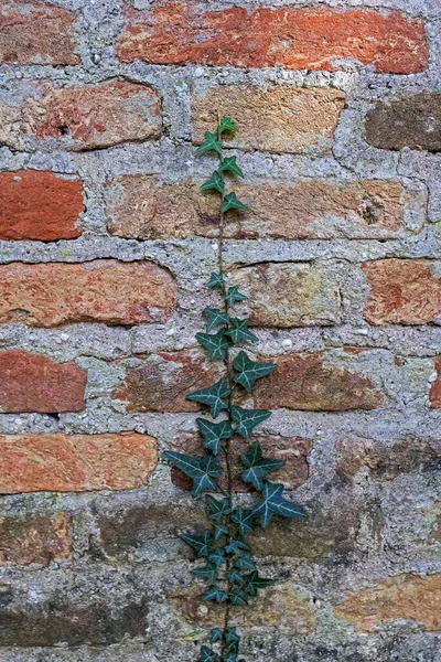 Single Ivy Shoot Climbs Brick Wall — Stock Photo, Image